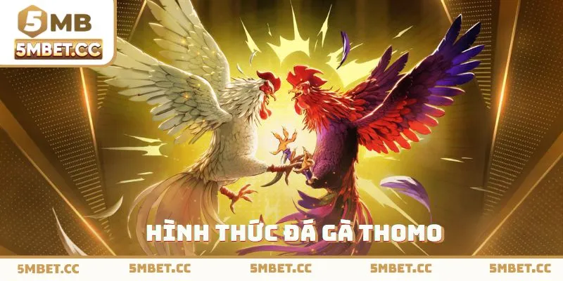 Đá gà thomo tại nhà cái 5mb