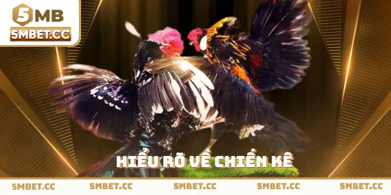 Hiểu rõ về chiến kê sẽ tham gia vào màn đấu