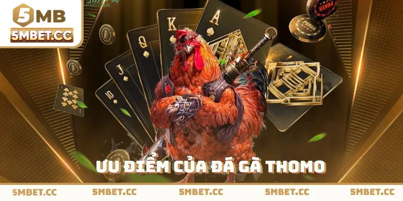 Lý do nhiều người chơi lựa chọn đá gà Thomo