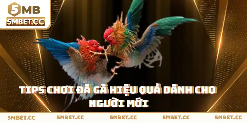 Tips chơi đá gà 5mb hiệu quả dành cho người mới